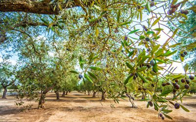 Adozione di un ulivo